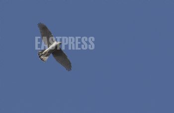 EA275791, Eastpress, Porvoo, Finland